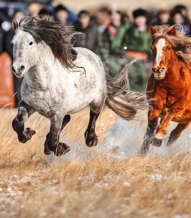 Horse parade — 3